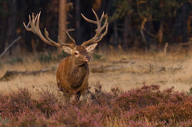 19 Hoge Veluwe, edelhert.jpg